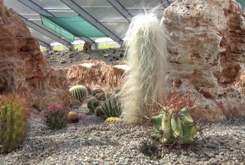 [multi] Kaktusárium 527