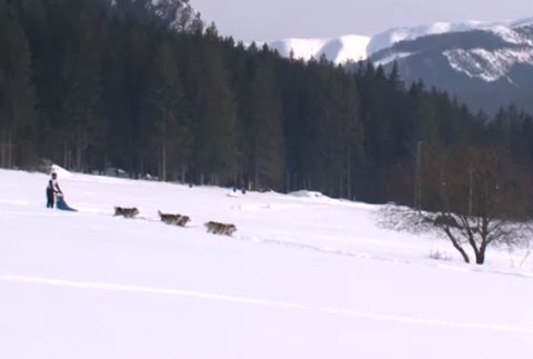 FOTO: Na majstrovstvách v psích záprahoch sa do súťaže zapojili aj kríženci z útulku