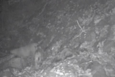 Ďalší unikát v pohorí Javorníky. Po vlkoch pribudli aj mláďatá rysa ostrovida 