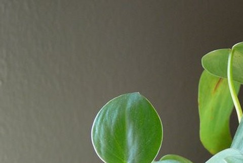 Filodendron