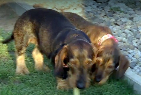 Detektívka pri hľadaní majiteľa psíkov. Ukázali sa chyby v čipovaní