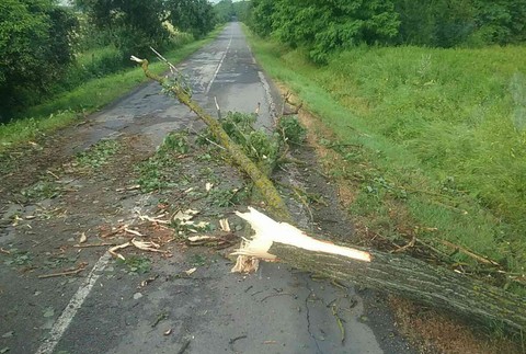 Hasiči, polámané stromy