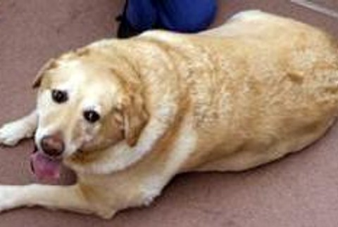 Tia labrador tučný pes psík