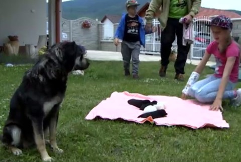 Niekto sa surovo zbavil sučky, ktorá čakala mladé. Mala ale šťastie na dobrých ľudí