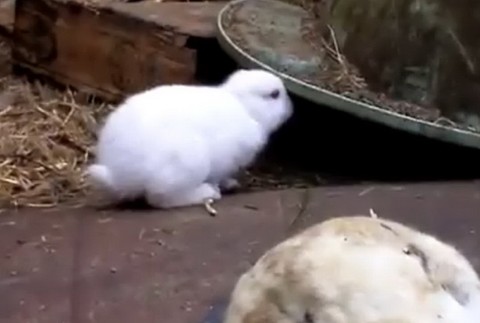 Zajko bez uší, Fukušima strašiak