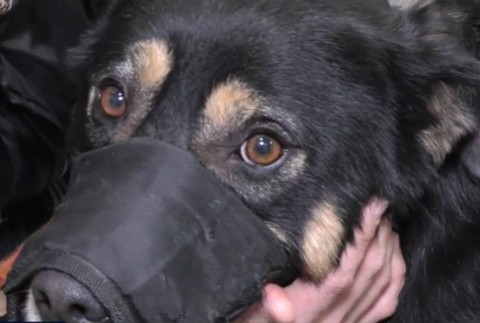 Muž dobodal svojho psa.