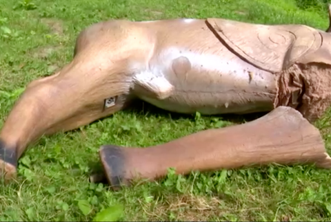 Medvedí útok na strelnici