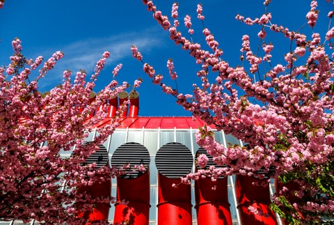 03042024_sakura_3032340