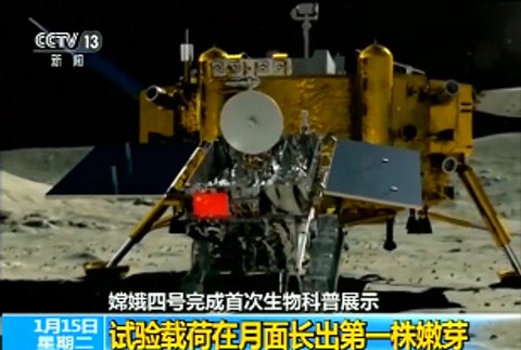 Na Mesiaci vyklíčila bavlna