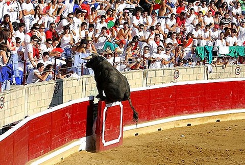 Býk vtrhol na tribúnu 2