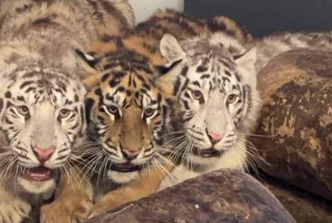 tiger tigre ilu