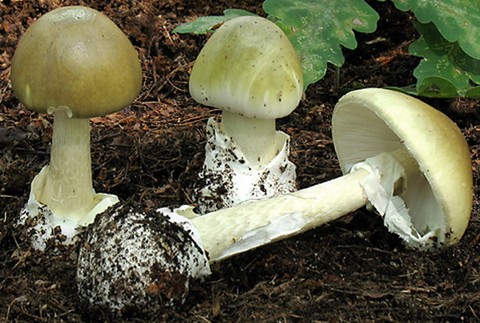 muchotravka zelena-jedovaty hrib