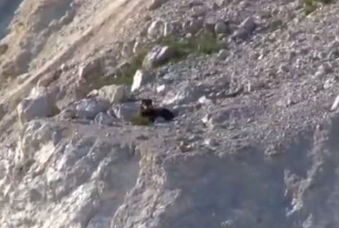 Psy mladej rodiny spadli do kameňolomu. Život im zachránili hasiči