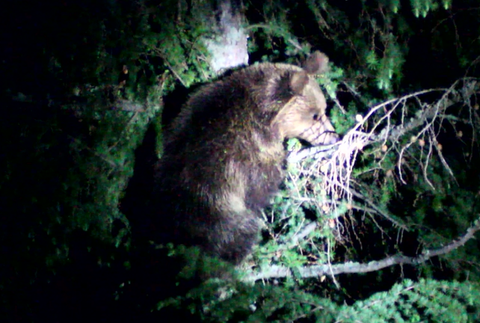 Už niekoľko rokov sa obyvatelia Vysokých Tatier márne sťažujú na premnožený počet medveďov, situácia sa podľa mesta zhoršuje 