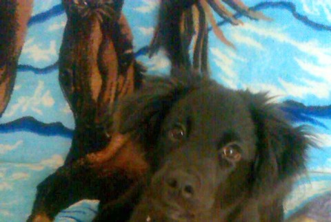 Kríženec labradora psík stratený Nitrianske Pravno