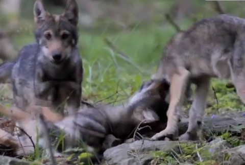 Veľká vzácnosť v slovenských pohoriach. V Javorníkoch pribudla vlčia rodina