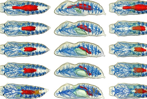 Motýľ babôčka larva kukla vývoj štádium