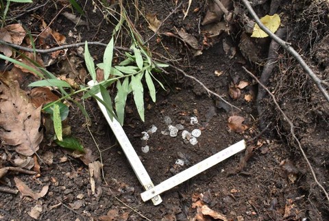 Pod vyvráteným stromom pri Piešťanoch našiel turista strieborný poklad zo stredoveku