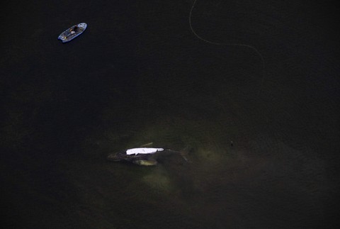 Germany_Whale_Rescue272244