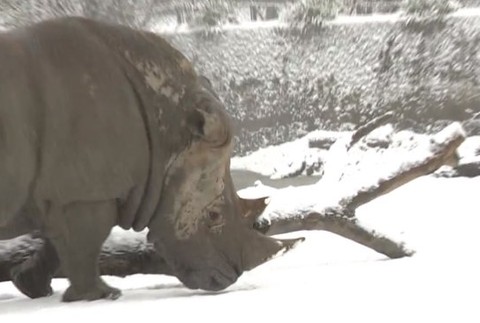 ZOO Bratislava oslavuje 60 rokov