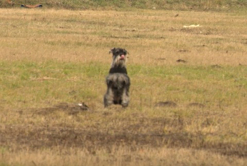 Prípady trávenia dravcov neutíchajú. Polícia svoje rady rozšírila o jedinečnú posilu