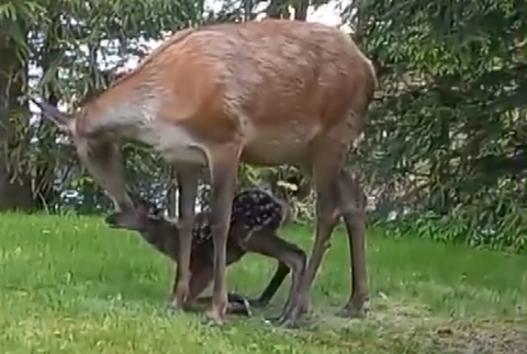 Screenshot 2024-05-17 092400