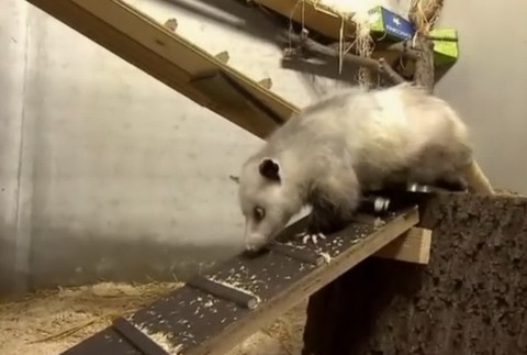 Škuľavá vačica Heidi 3