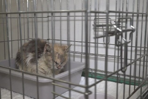 týraná mačka (11)