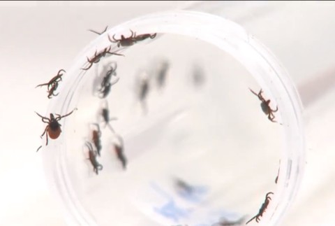 Pri akej teplote už v lese nestretnete kliešťa? Odborník radí