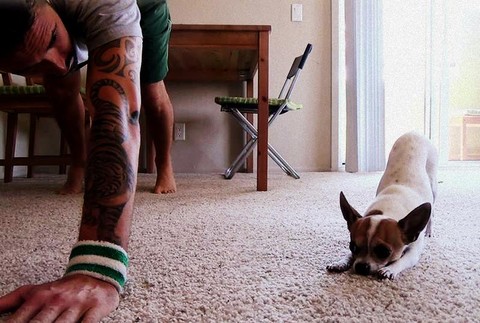 Čivava pes psík Pancho Taliansko cvičí jogu joga