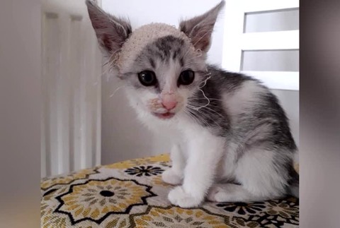 [multi] VN Dokopané mačiatko 158