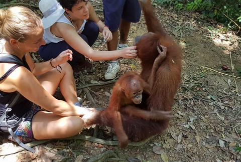 Orangutany, Sumatra, Bukit Lawang