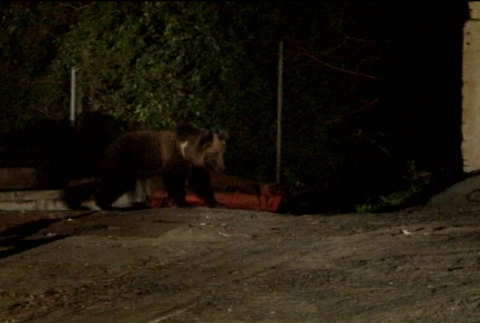 Už niekoľko rokov sa obyvatelia Vysokých Tatier márne sťažujú na premnožený počet medveďov, situácia sa podľa mesta zhoršuje 