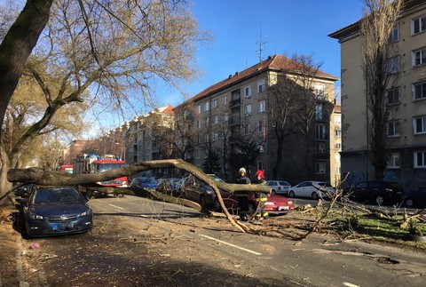 FOTO: Pod náporom vetra padol strom. Poškodené sú viaceré autá