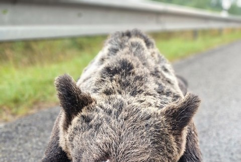 zrazený medveď Zvolen (4)