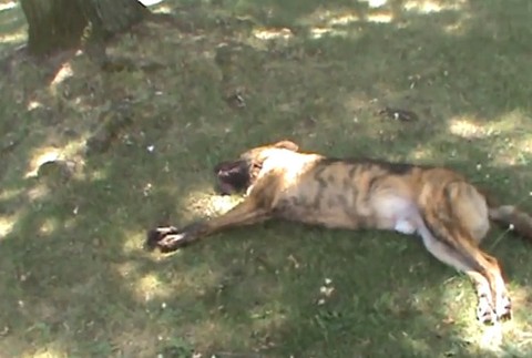 Policajti zachránili život trom psom, vyslobodili ich zo zamknutého auta