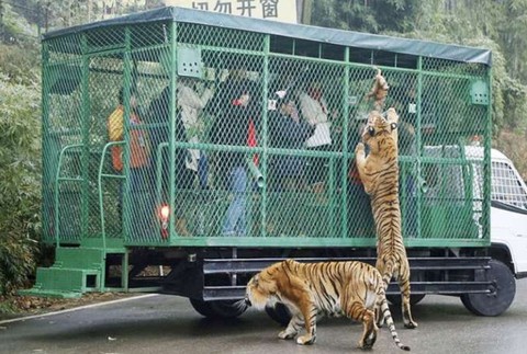 Zoo v Číne 