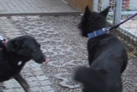 Psov údajne chcel predať na masť.