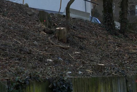 [multi] KN vyrub stromov 780