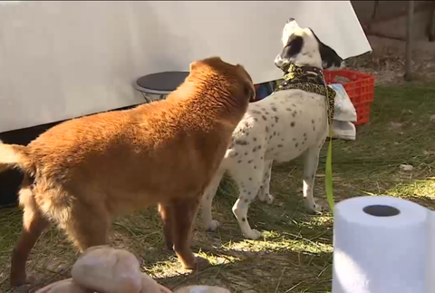 Najstarší pes na svete