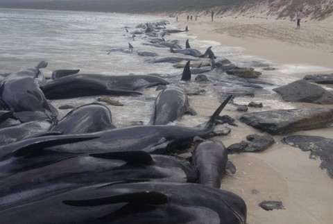Veľryby uviazli na pláži 