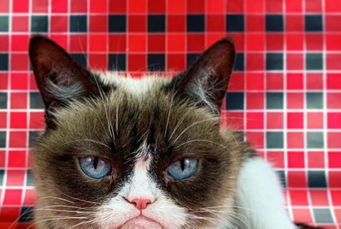 Grumpy Cat