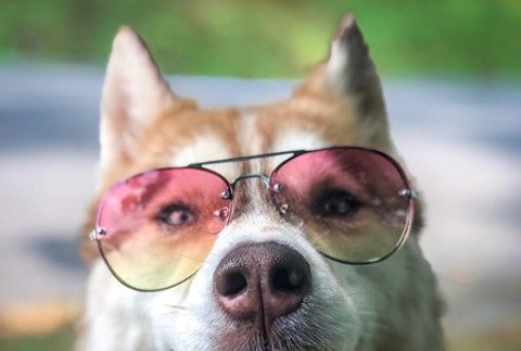 Husky si osvojil sedem mačiat 