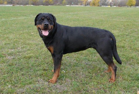 stratená rotvajlerka Akra Zvolen