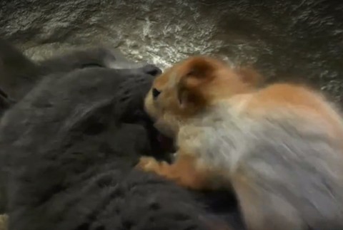 Mačka si adoptovala veveričky