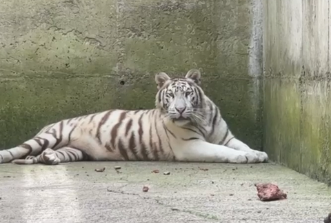 tiger il