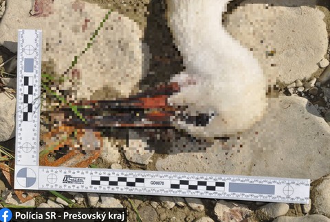 Ukameňovaný bocian 