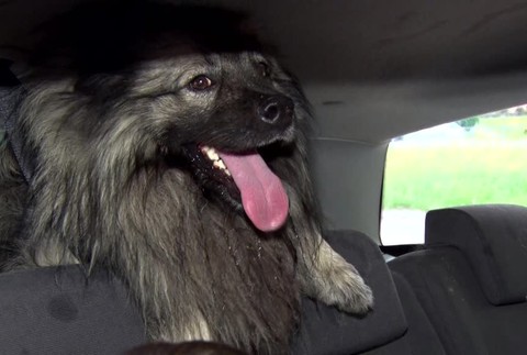 Ulicami Prievidze a túlali tri stratené psy. Nechceli ich zobrať ani do karanténnej stanice