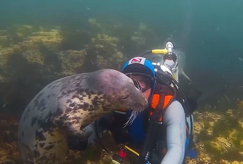 Potápača prekvapil tuleň. Skončili v objatí