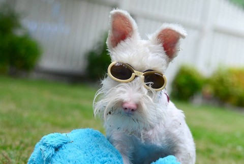 Pes musí nosiť slnečné okuliare a natierajú ho opaľovacím krémom